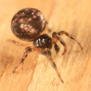Theridiosoma gemmosum