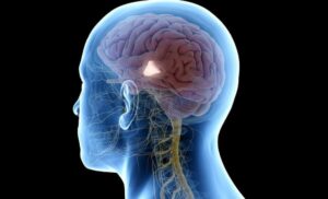 aging-hotspot-found-in-the-brain-may-hold-the-key-to-longevity-1